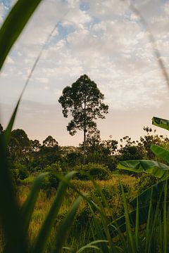 Sunset in Cat Thien by Jesse Wensing