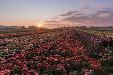 Bloemenveld met dahlia's van Yanuschka Fotografie | Noordwijk