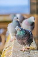 Portret van een duif die recht naar