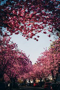 Kischblüten Herz