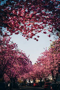 Cœur de fleur de Kish sur Fotos by Jan Wehnert