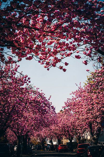 Kischblüten Herz von Fotos by Jan Wehnert