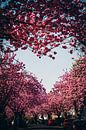 Kischblüten Herz von Fotos by Jan Wehnert Miniaturansicht