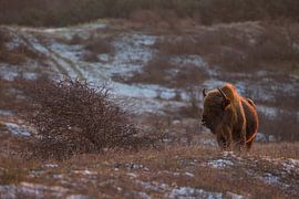 Wisents in Dünen auf der Kraansvlak von Süd-Kennemerland von Jeroen Stel