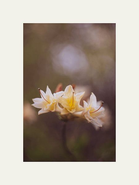 Flower with soft colours by @Unique