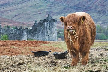 Schotland schotse hooglander rund highland kasteel van Ellen Duvekot