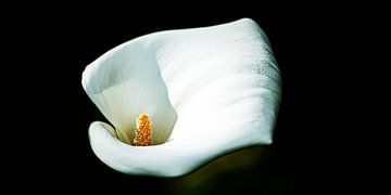 bloem van Stefan Havadi-Nagy