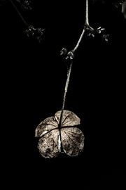 Dark Flowers In Summer - #03 by The Olm