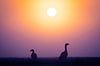 Grauwe ganzen bij zonsopkomst van Sam Mannaerts thumbnail