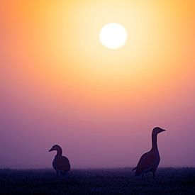 Grauwe ganzen bij zonsopkomst van Sam Mannaerts