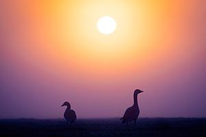 Graugänse bei Sonnenaufgang