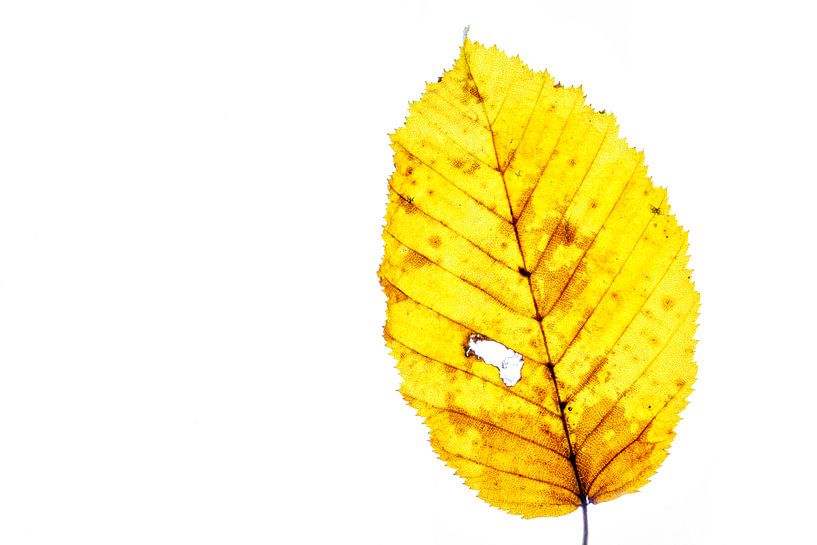 Kleurrijk herfstblad op een witte achtergrond van Carola Schellekens