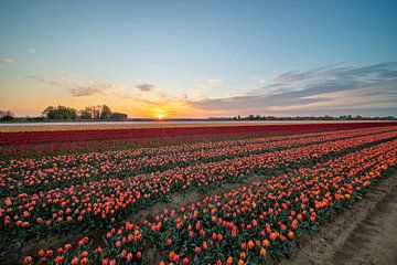 velden met duizenden tulpen