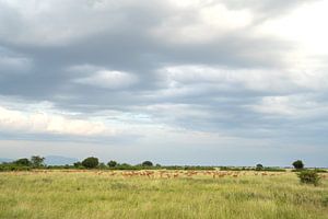 Queen Elizabeth National Park, Uganda