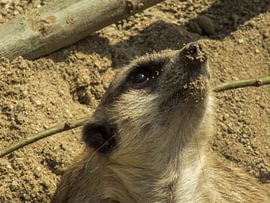 Curious Meercat by Dirk Aerts