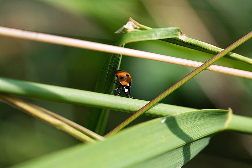 Die Welt der Insekten in Bildern von Roland de Zeeuw