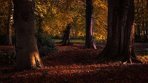 Herbstbäume