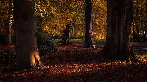 Bomen in het Slochterbos