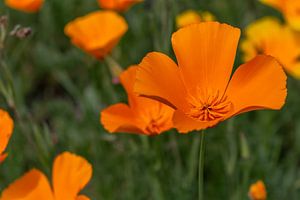 Goldmohn - Kalifornischer Mohn