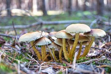 Champignons tendres en filets sur le sol de la forêt sur Martin Köbsch