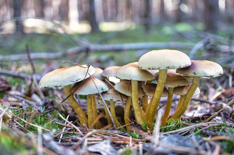 Champignons tendres en filets sur le sol de la forêt par Martin Köbsch