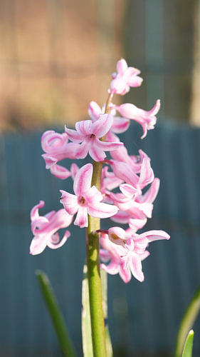 A pink hyacinth against a soft background