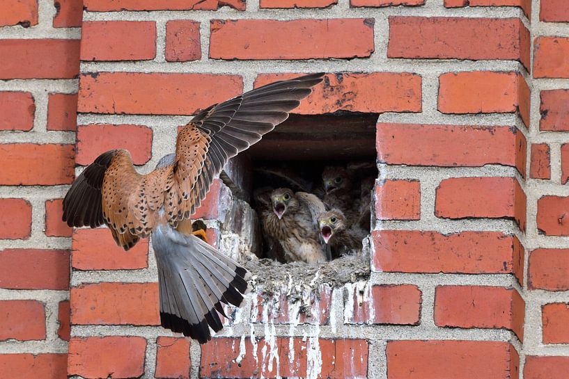 Turmfalke Männchen bei der Futterübergabe von Karin Jähne