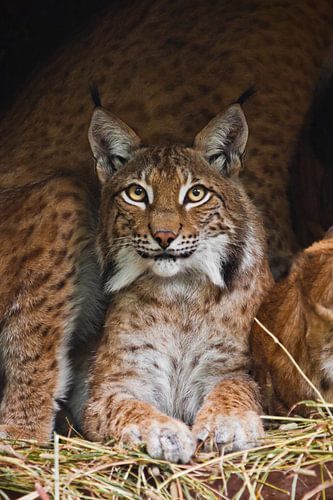 A beautiful lynx (big cat) with beautiful eyes and expressive eyes is resting on the dried grass, a 