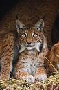 Een mooie lynx (grote kat) met mooie ogen en expressieve ogen rust op het gedroogde gras, een donker van Michael Semenov thumbnail