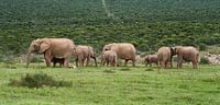 Kudde olifanten in Addo, Zuid Afrika van Chris van Kan thumbnail