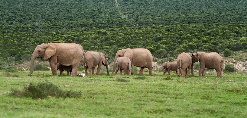 Kudde olifanten in Addo, Zuid Afrika von Chris van Kan
