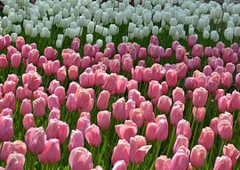 Roze en witte tulpen Keukenhof Holland by Marianne Hoekman