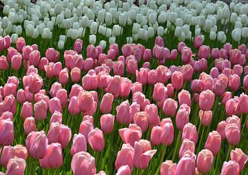 Roze en witte tulpen Keukenhof Holland van Marianne Hoekman