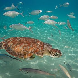 Een zeeschildpad tussen andere vissen in de zee bij Curacao. van Erik de Rijk