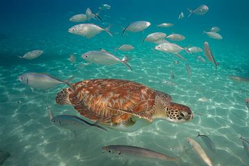 Een zeeschildpad tussen andere vissen in de zee bij Curacao.