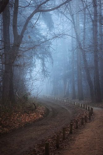 Foggy morning in the Limburg forests by Richard Driessen