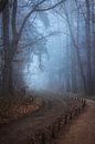 Mistige morgen in de Limburgse bossen van Richard Driessen thumbnail