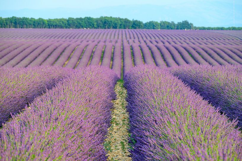 Lavender blossoming in the Provence during a summer evening by Sjoerd van der Wal Photography