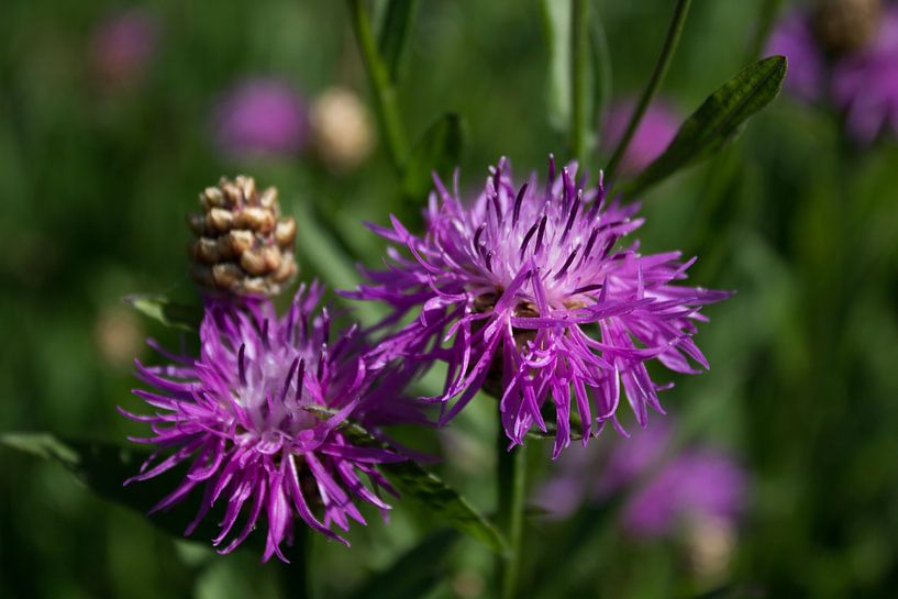 Paarse distel van Michel Zwart