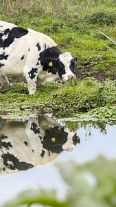 Vache dans l'eau sur Manon Verijdt