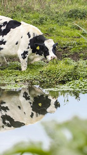 Cow in the water