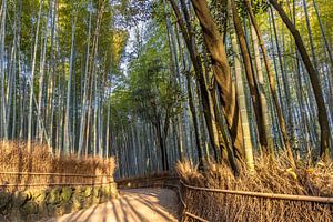 Beeindruckender Arashiyama Bambuswald