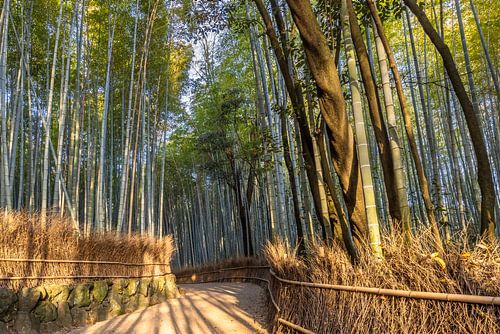 Indrukwekkend bamboebos van Arashiyama