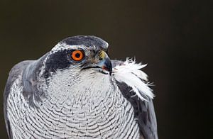 Habicht, Accipiter gentilis