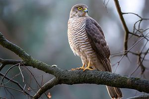 Sperber (Accipiter nisus)