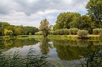 Reflections at the Biesbosch 1