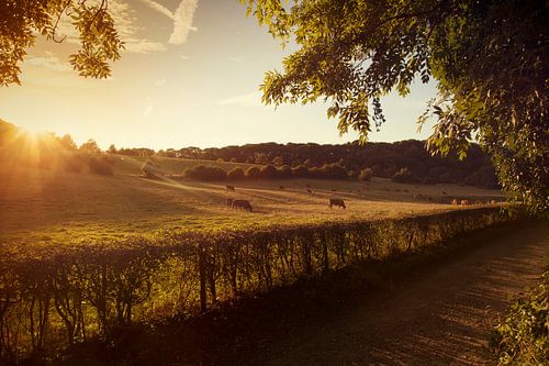 Zonsondergang bij natuurgebied Gerendal in Zuid-Limburg