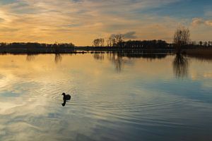 Blässhuhn im Wasser bei farbenprächtigem Sonnenuntergang