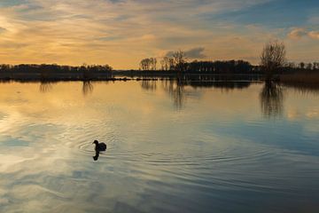 Coot in the water during colourful sunset by Bram Lubbers