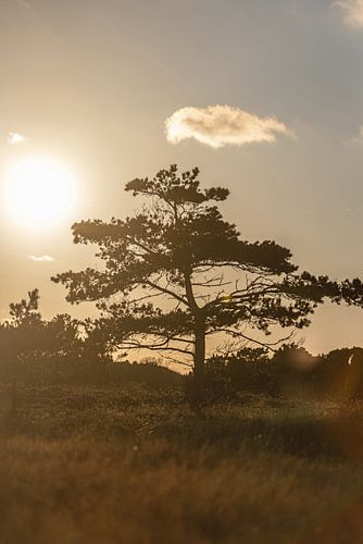 Arbre dans les dunes 1
